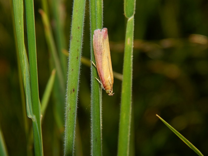 Lepidotteri da identicare/confermare
